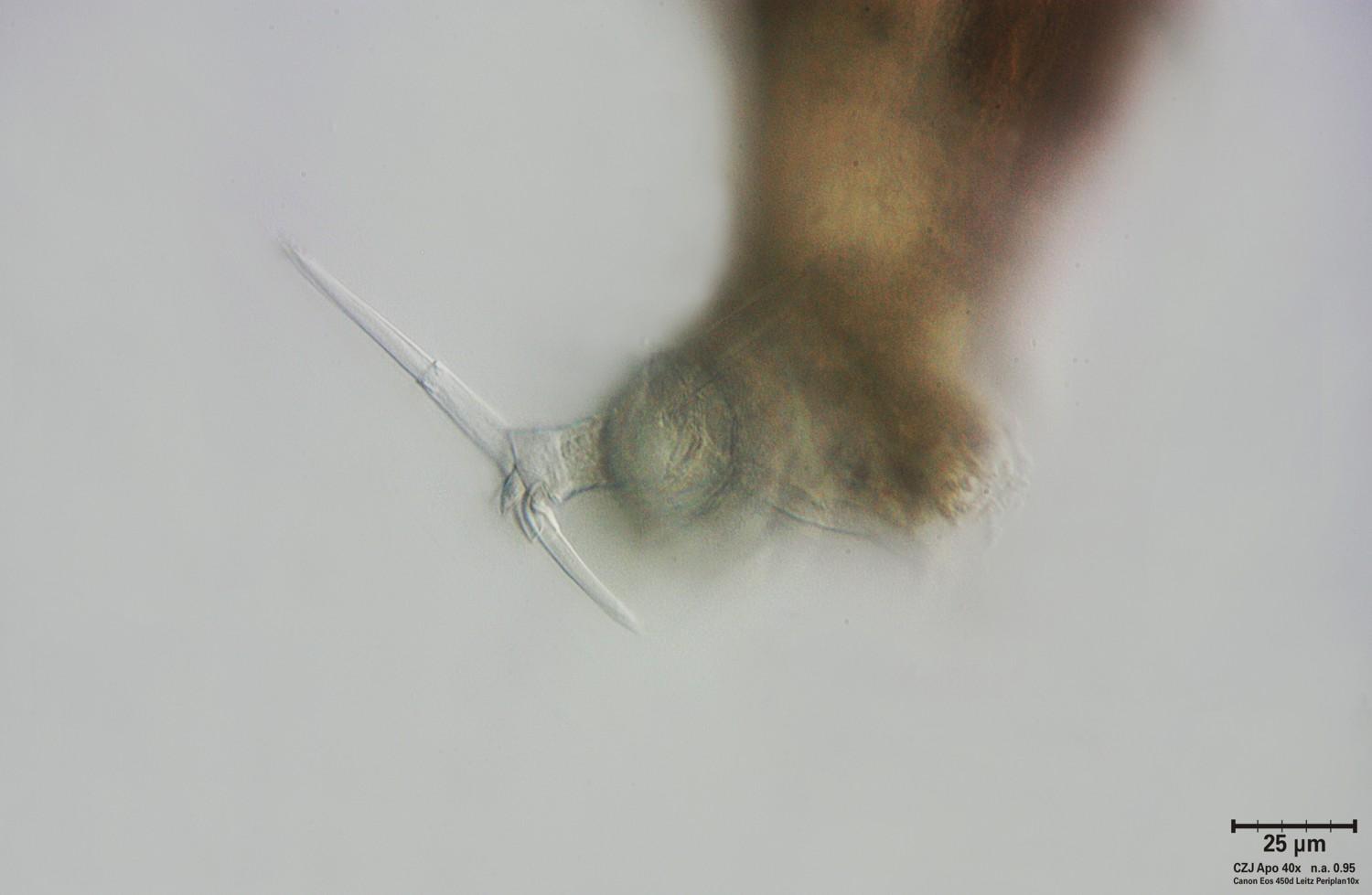 Rotifero da identificare